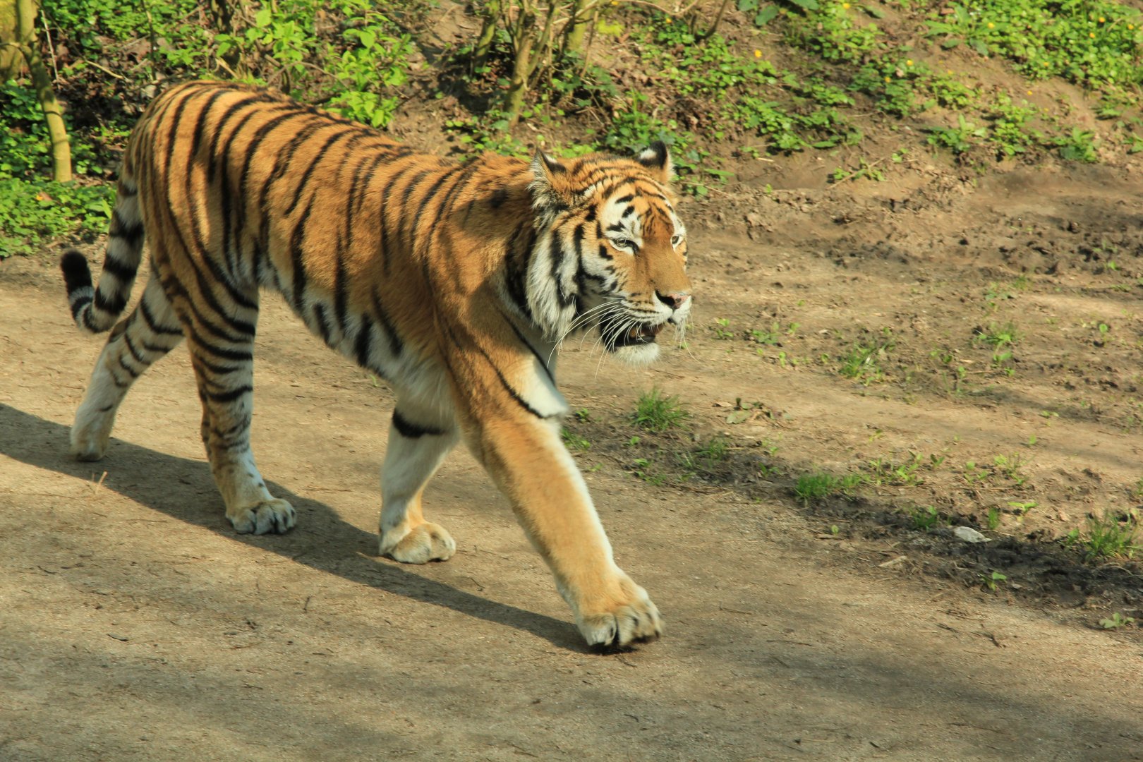 Amur tiger (April 2016)