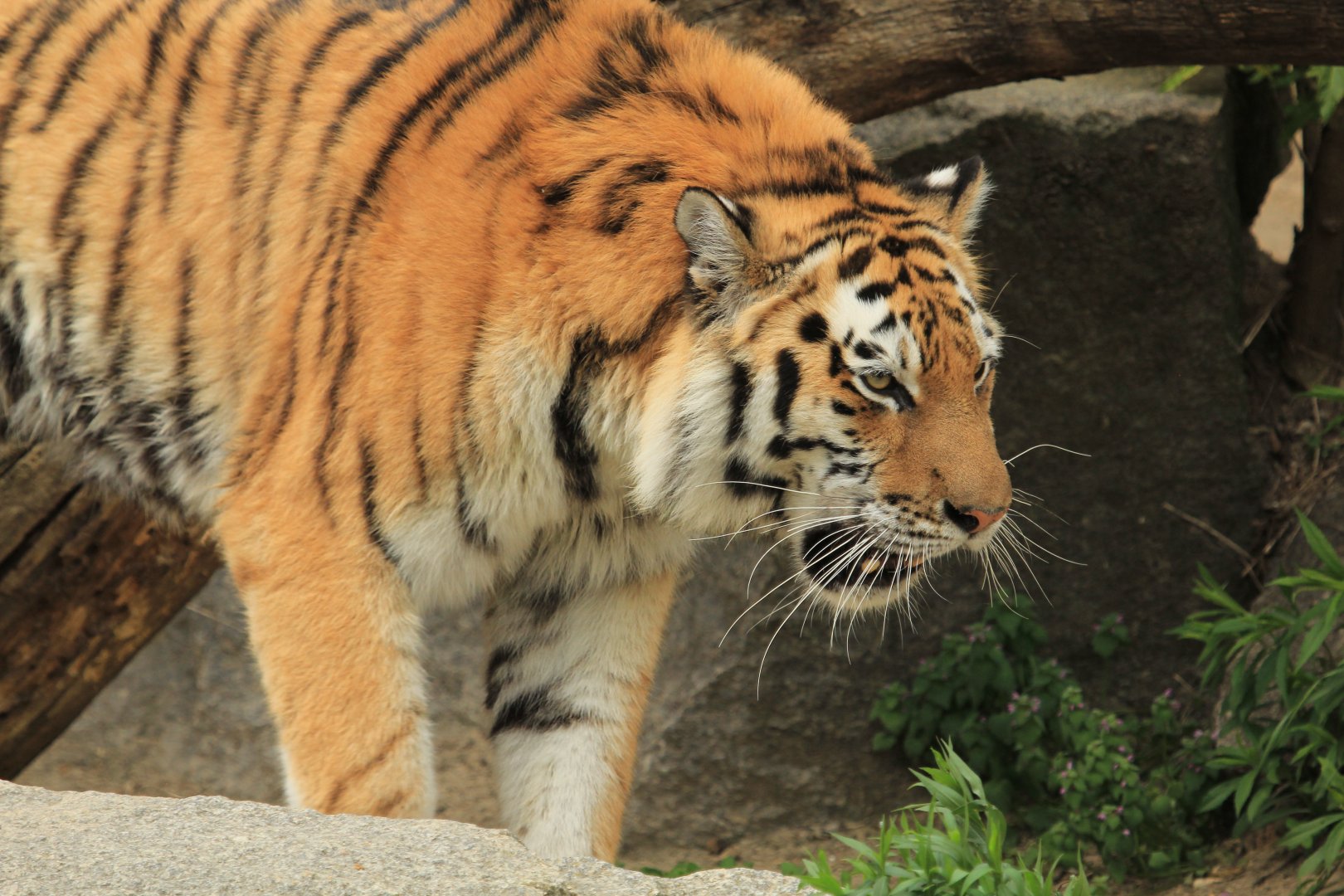 Amur tiger (April 2018)