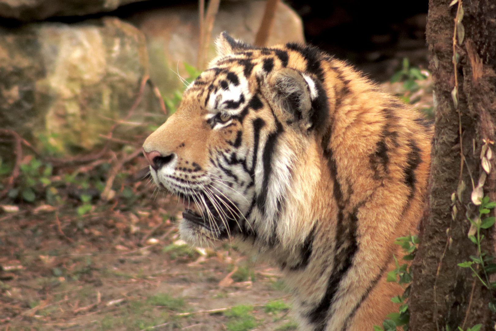 Amur Tiger- April 2025