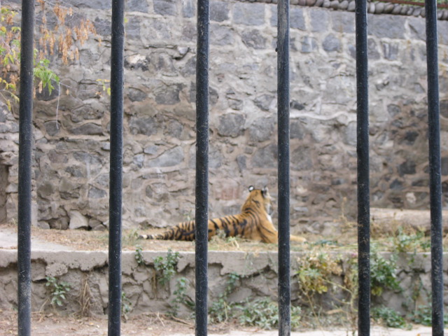 amur tiger( Armenia ) Yerevan zoo