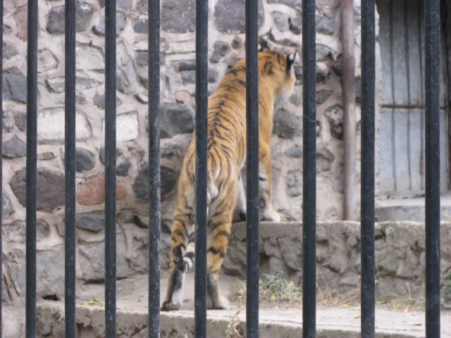 amur tiger ( Armenia ) Yerevan zoo