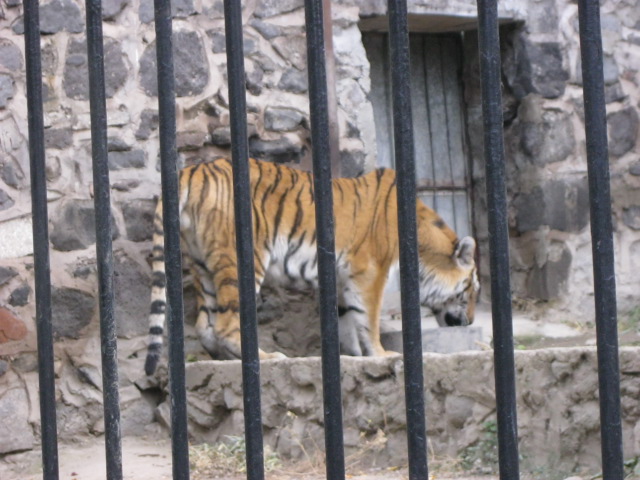 amur tiger( Armenia ) Yerevan zoo