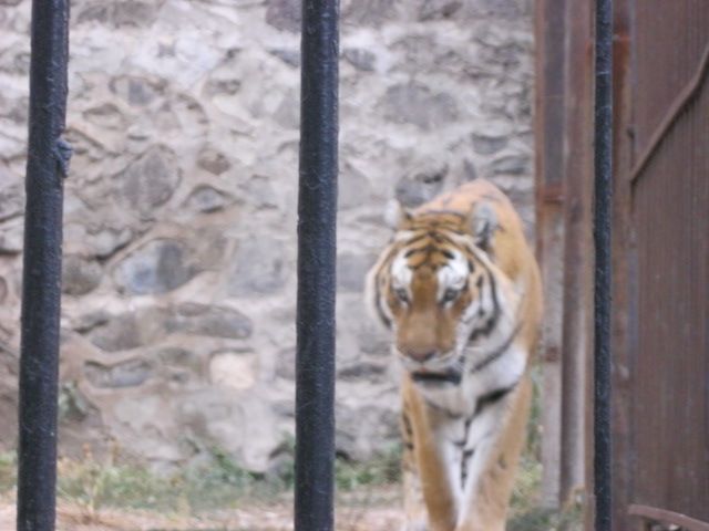 amur tiger( Armenia ) Yerevan zoo