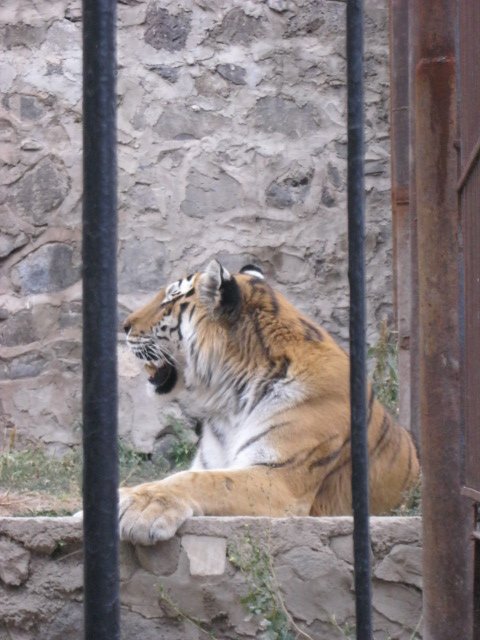 amur tiger( Armenia ) Yerevan zoo