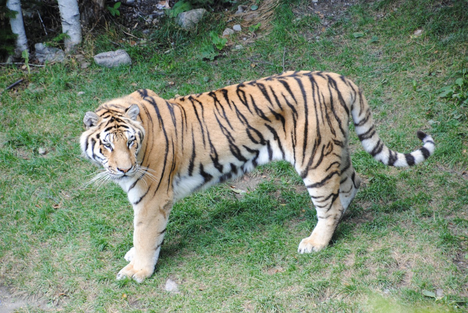 Amur Tiger (Asia section)
