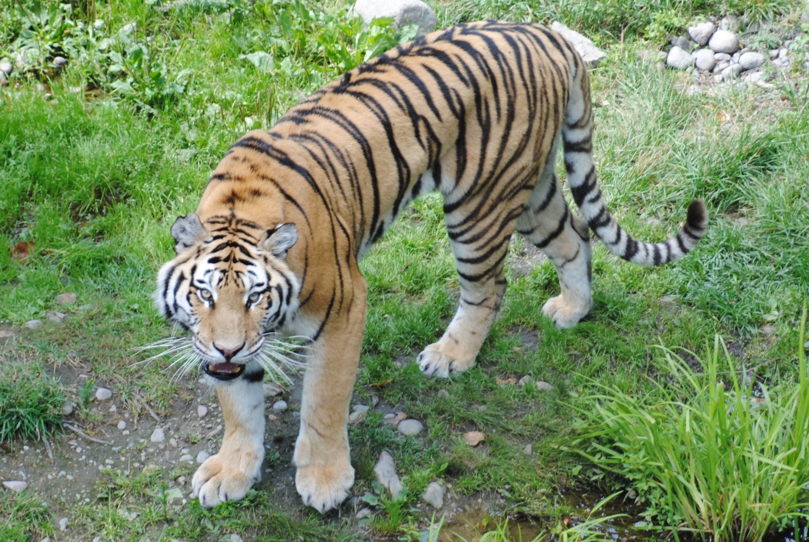 Amur Tiger (Asia section)