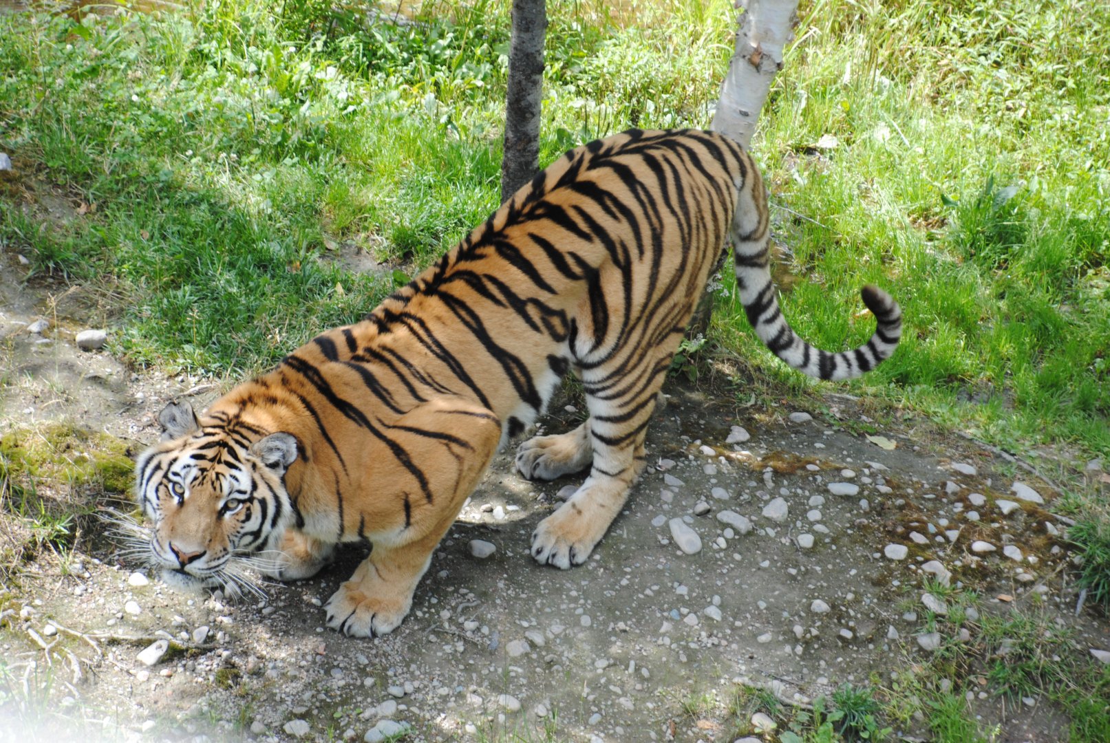 Amur Tiger (Asia section)