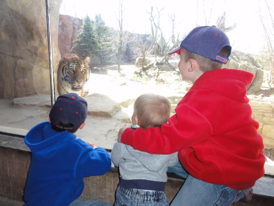 Amur Tiger, AsiaQuest