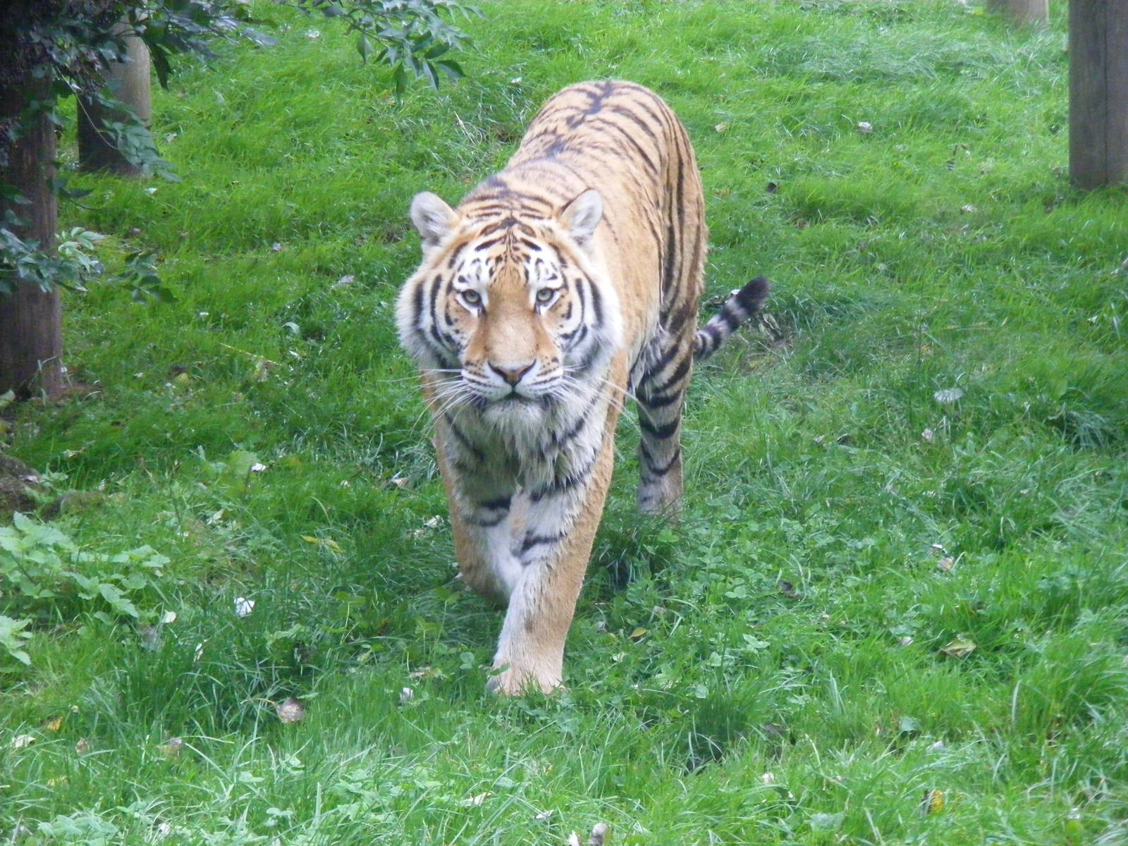 Amur tiger at Banham Zoo, 14 September 2010