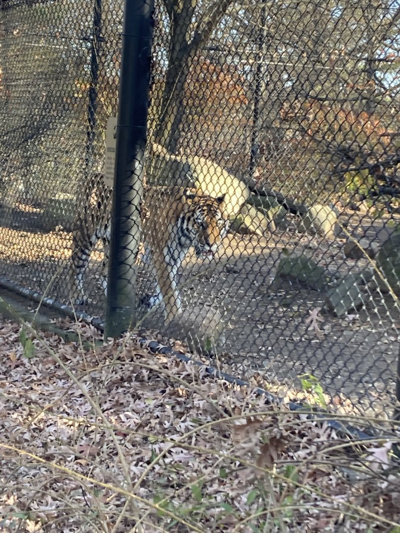 Amur Tiger at Beardsley Zoo 12/5/21