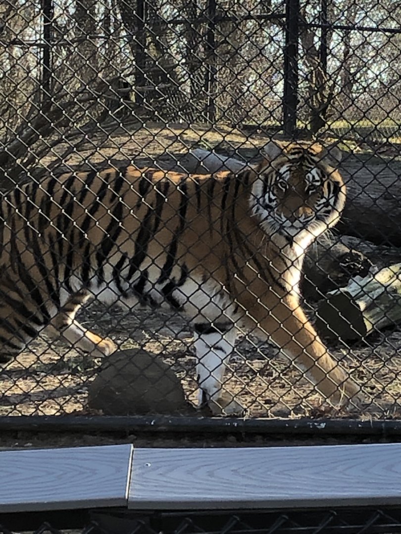 Amur Tiger at Beardsley Zoo