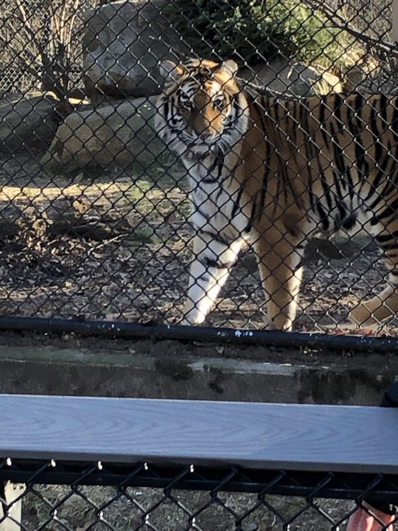 Amur Tiger at Beardsley Zoo