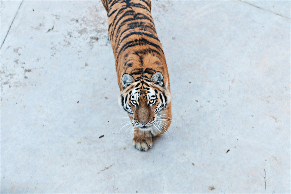 Amur tiger at Berlin Tierpark