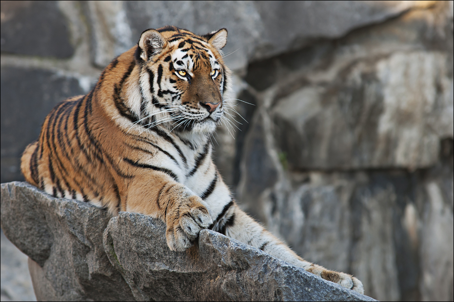 Amur tiger at Berlin Tierpark