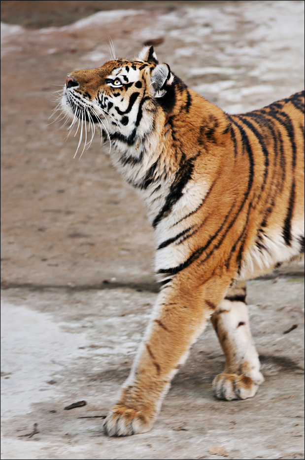 Amur tiger at Berlin Tierpark