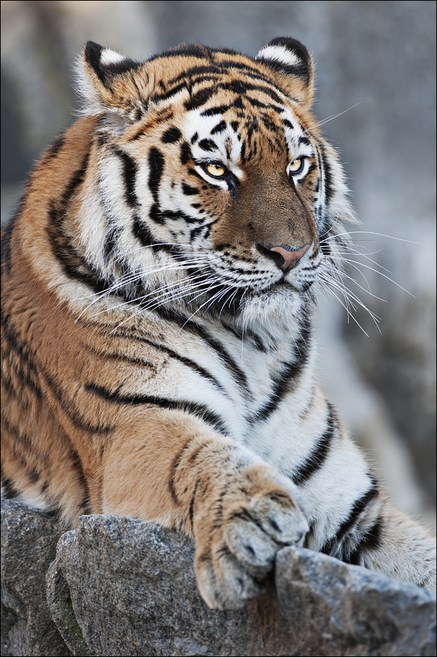 Amur tiger at Berlin Tierpark