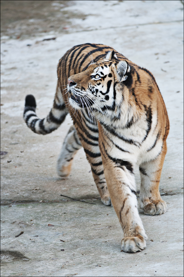Amur tiger at Berlin Tierpark