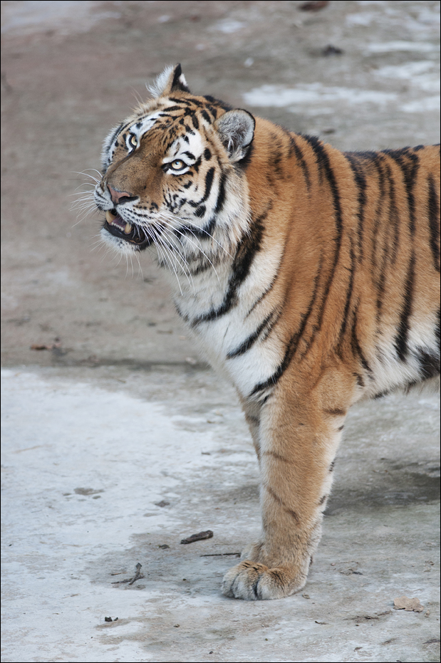 Amur tiger at Berlin Tierpark