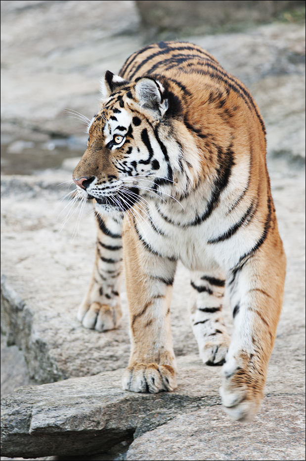 Amur tiger at Berlin Tierpark
