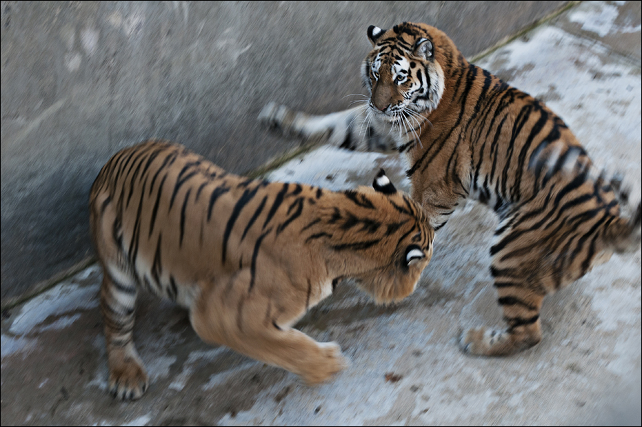 Amur tiger at Berlin Tierpark