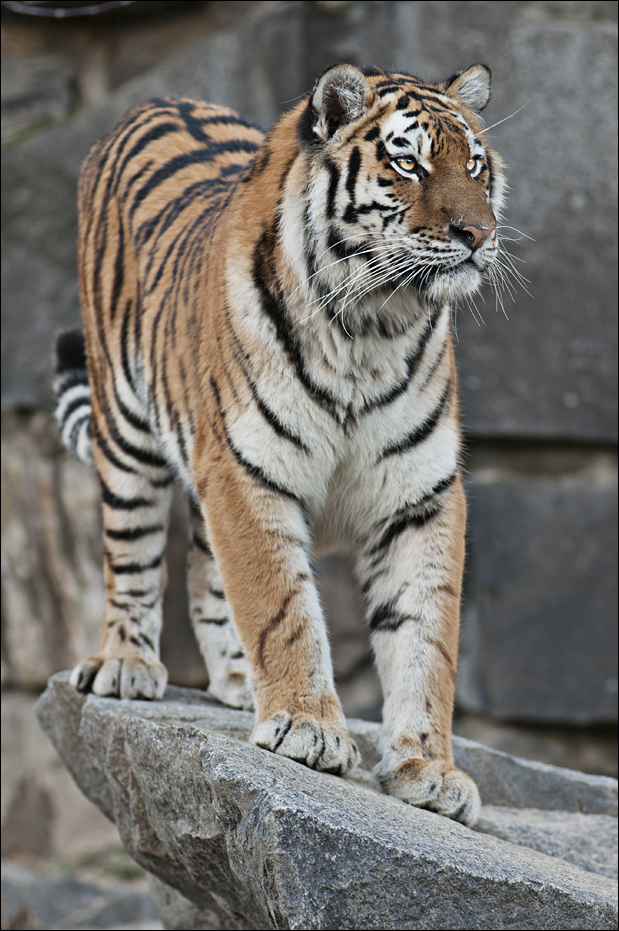 Amur tiger at Berlin Tierpark