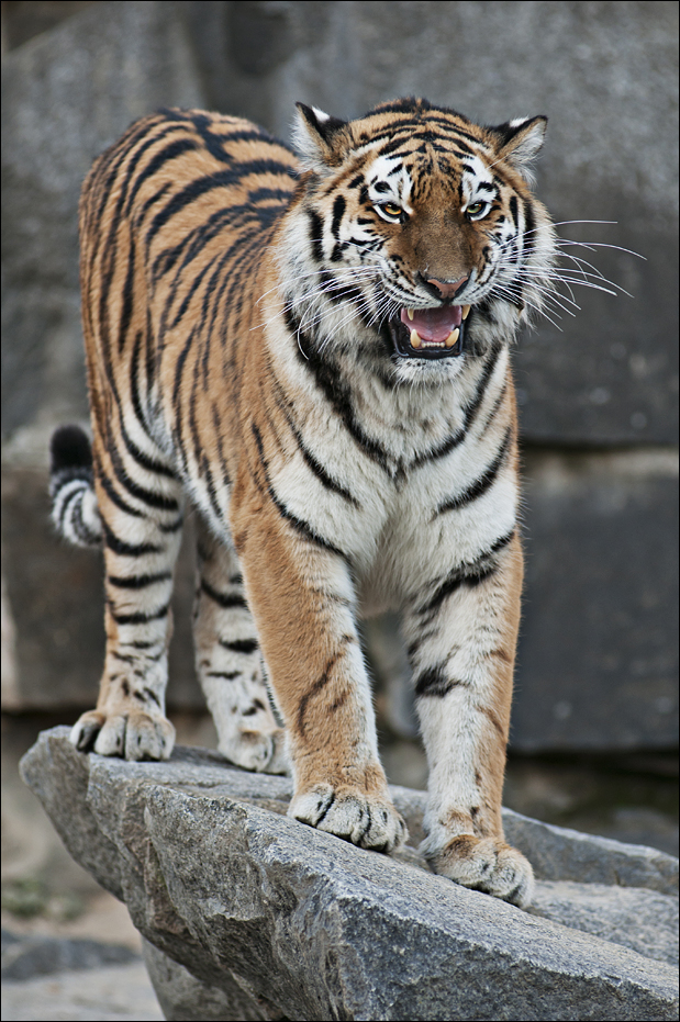 Amur tiger at Berlin Tierpark