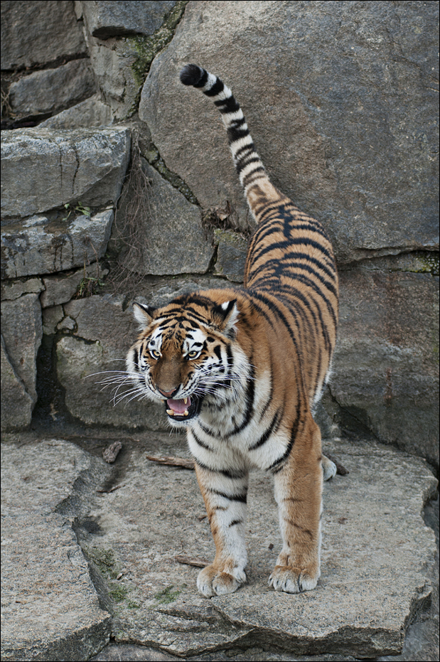Amur tiger at Berlin Tierpark