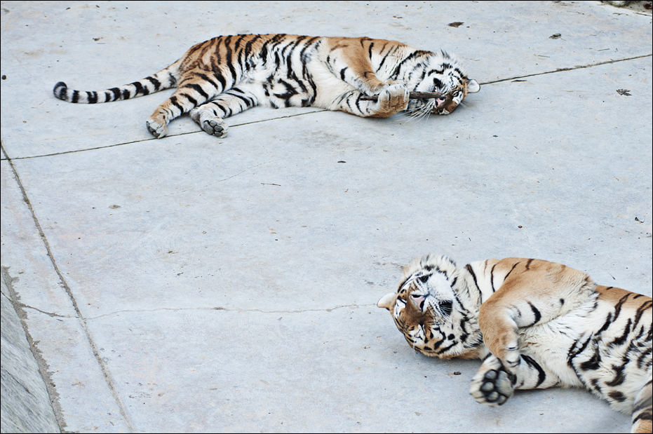 Amur tiger at Berlin Tierpark