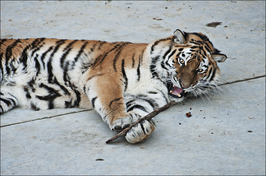 Amur tiger at Berlin Tierpark