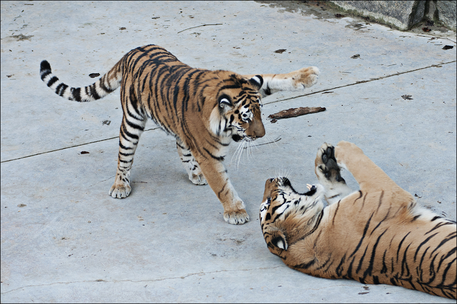 Amur tiger at Berlin Tierpark