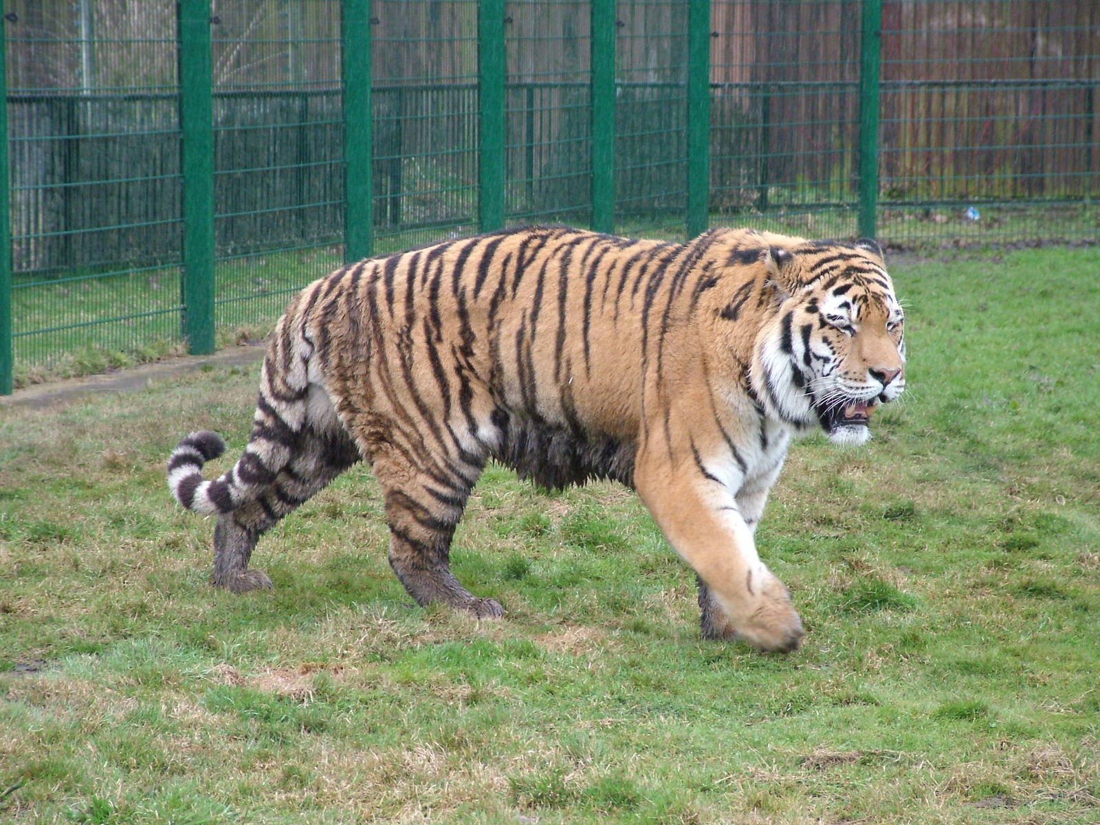 Amur Tiger at Blackpool 26/03/10