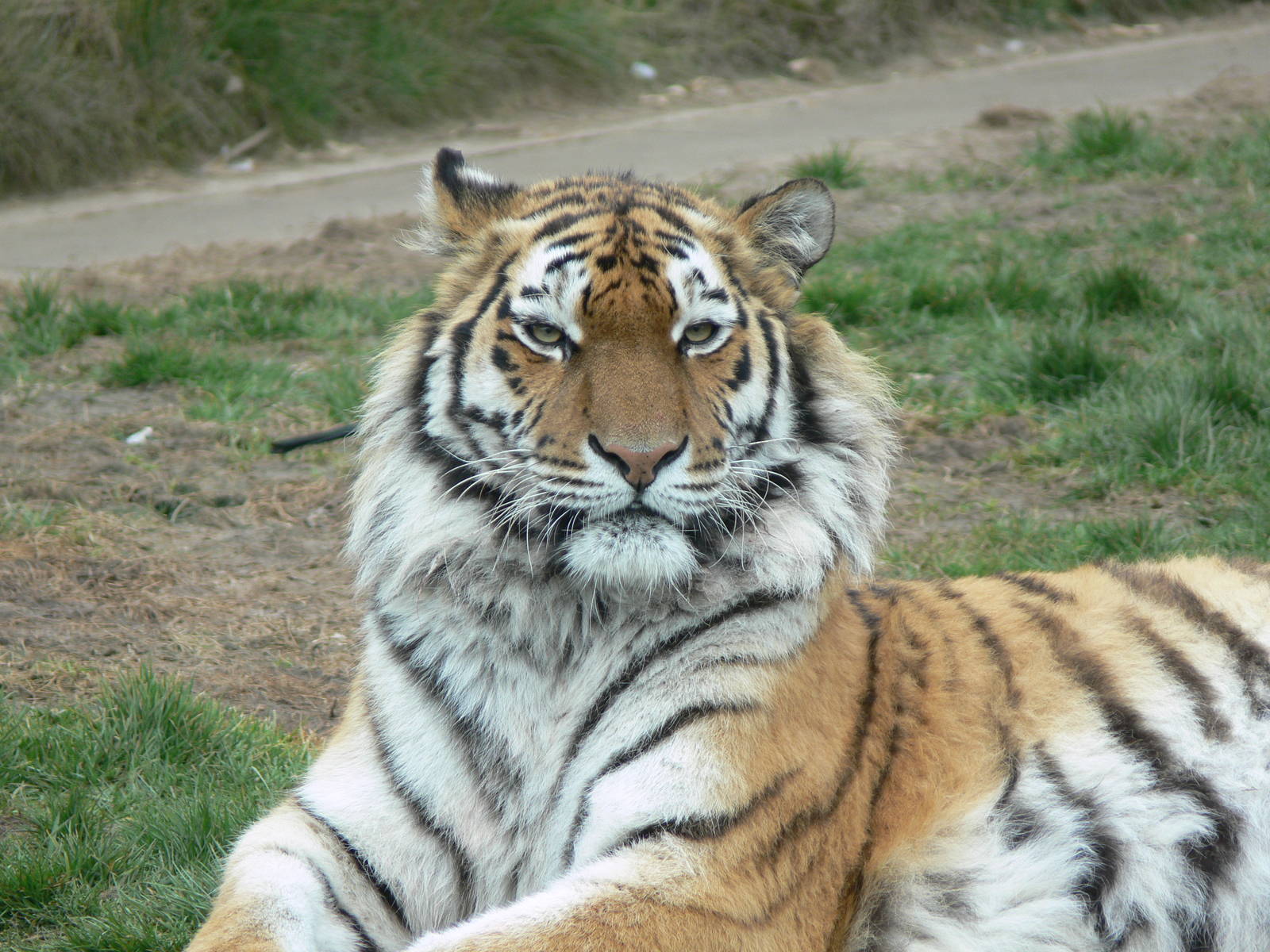 Amur Tiger at Blackpool Zoo, 08/04/13