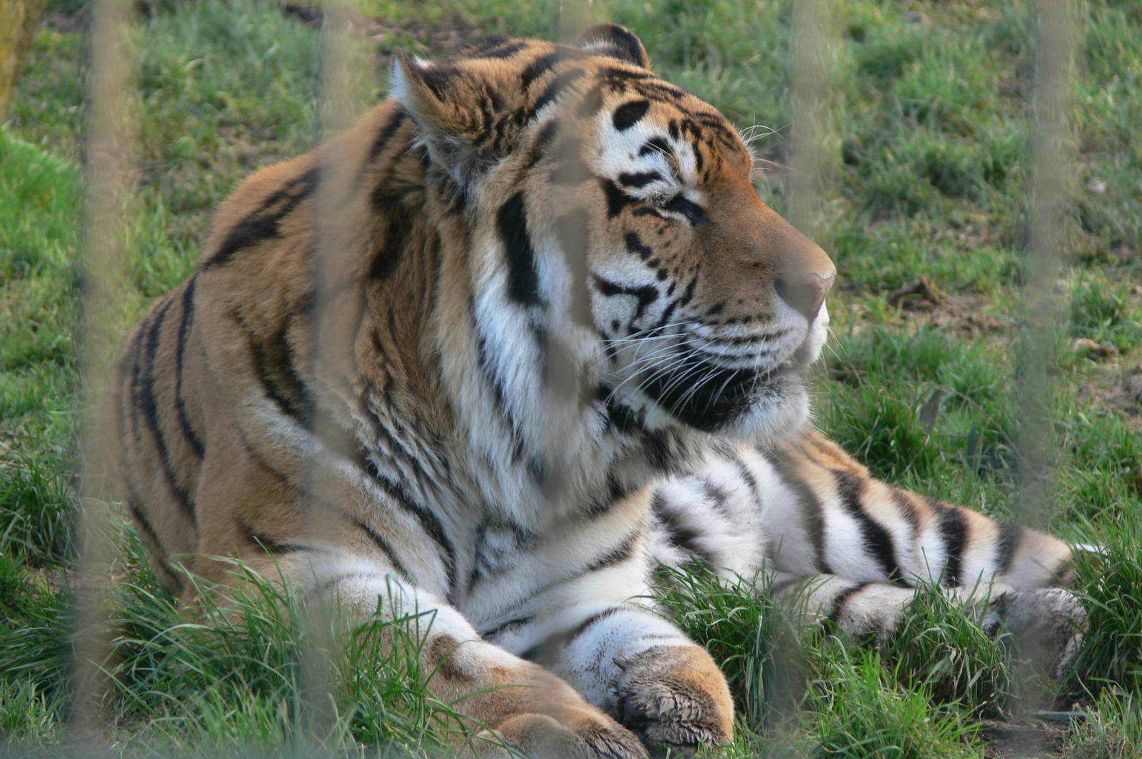 Amur Tiger at Blackpool Zoo, 15/01/15