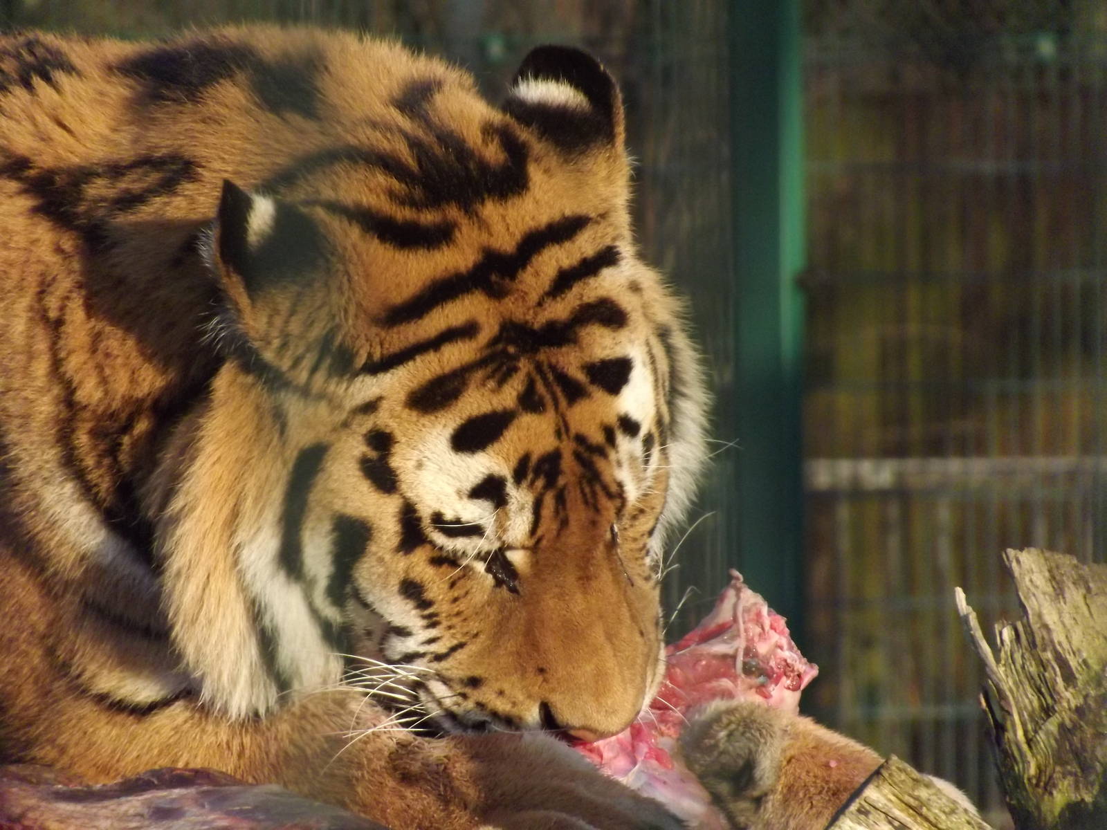 Amur tiger at Blackpool Zoo 16/01/12