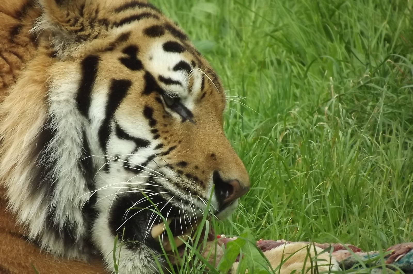 Amur Tiger at Blackpool Zoo 16/06/12
