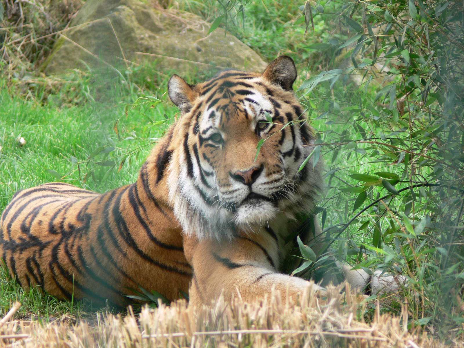 Amur Tiger at Blackpool Zoo, 16/08/14