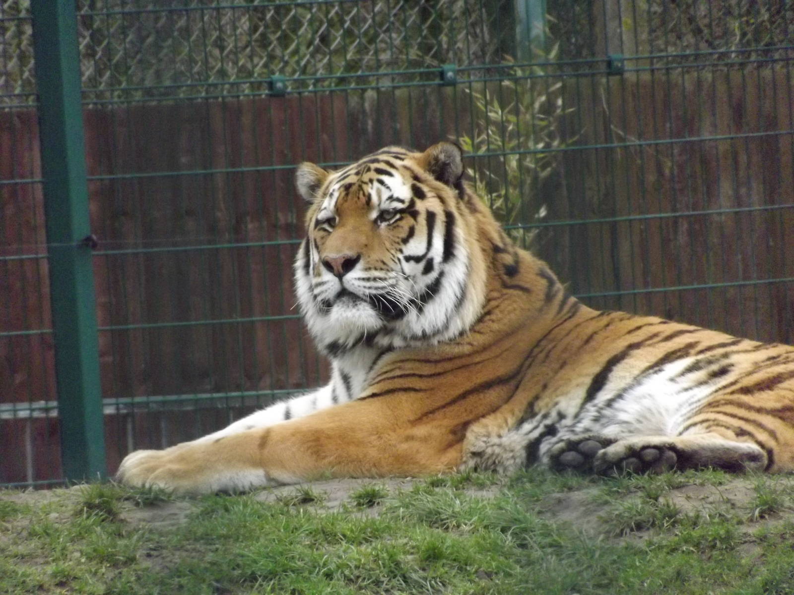Amur Tiger at Blackpool Zoo 26/02/12