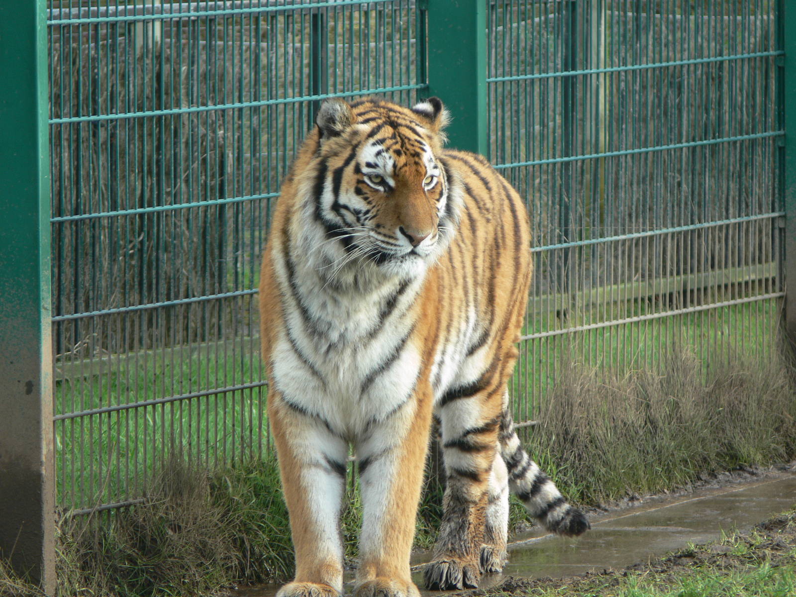 Amur Tiger at Blackpool Zoo, 27/01/13