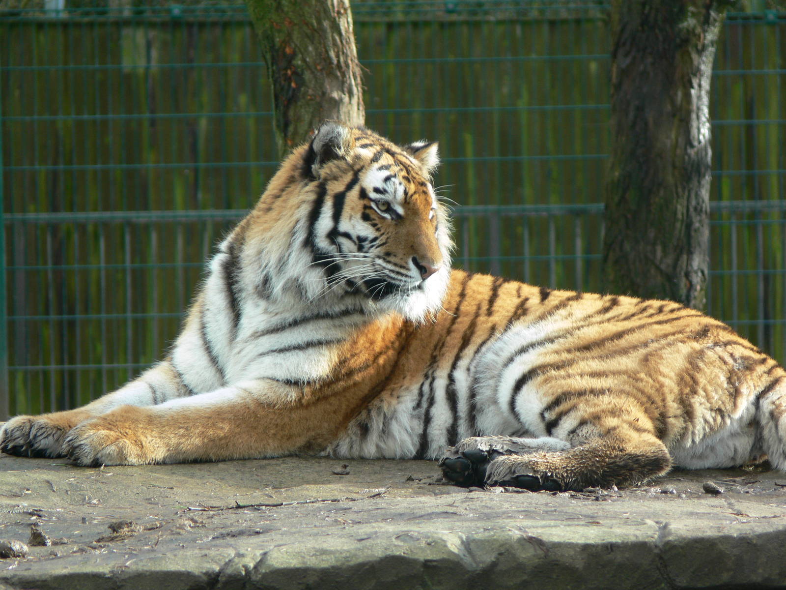 Amur Tiger at Blackpool Zoo, 27/01/13