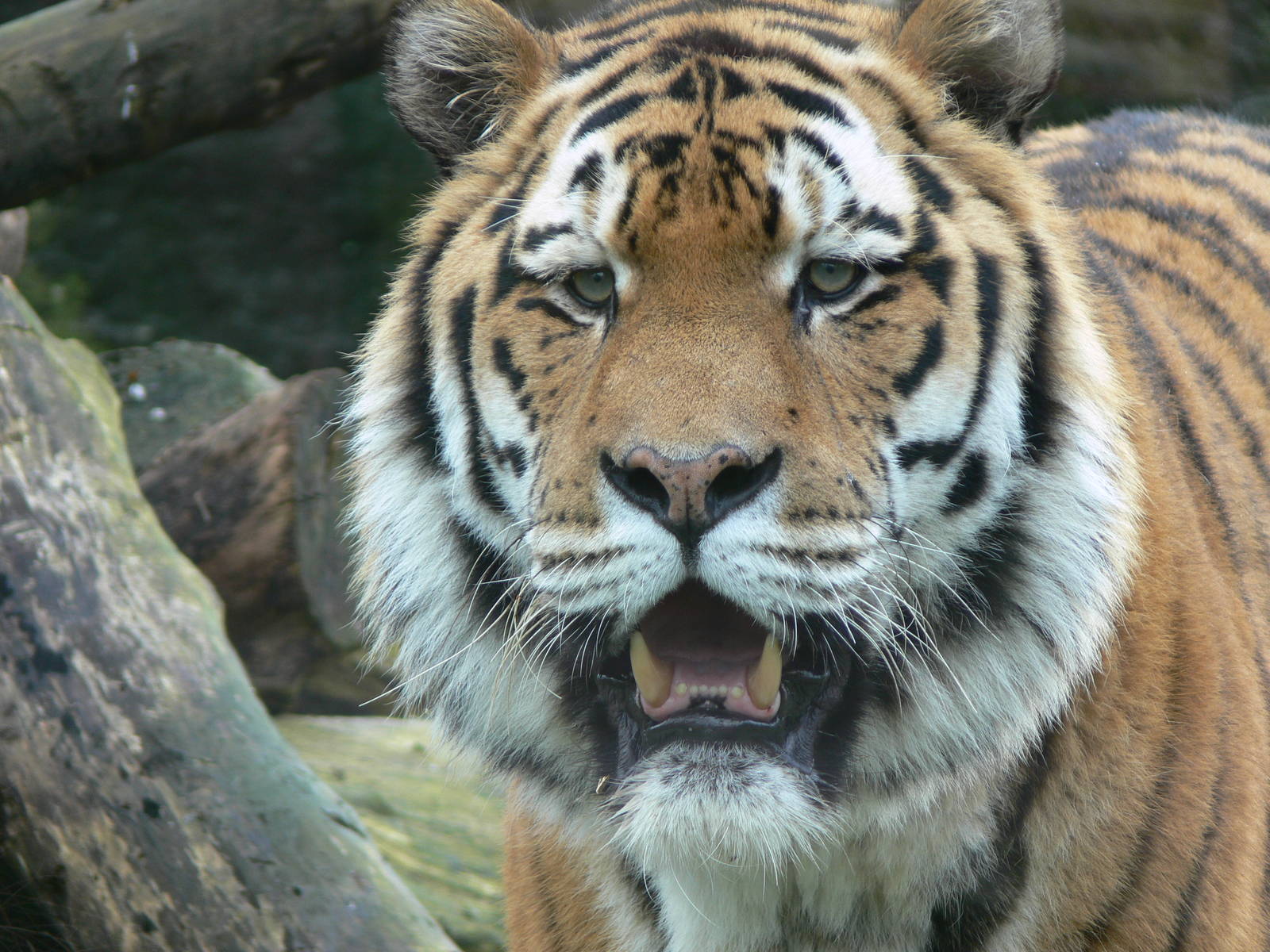Amur Tiger at Blackpool Zoo, 27/01/13