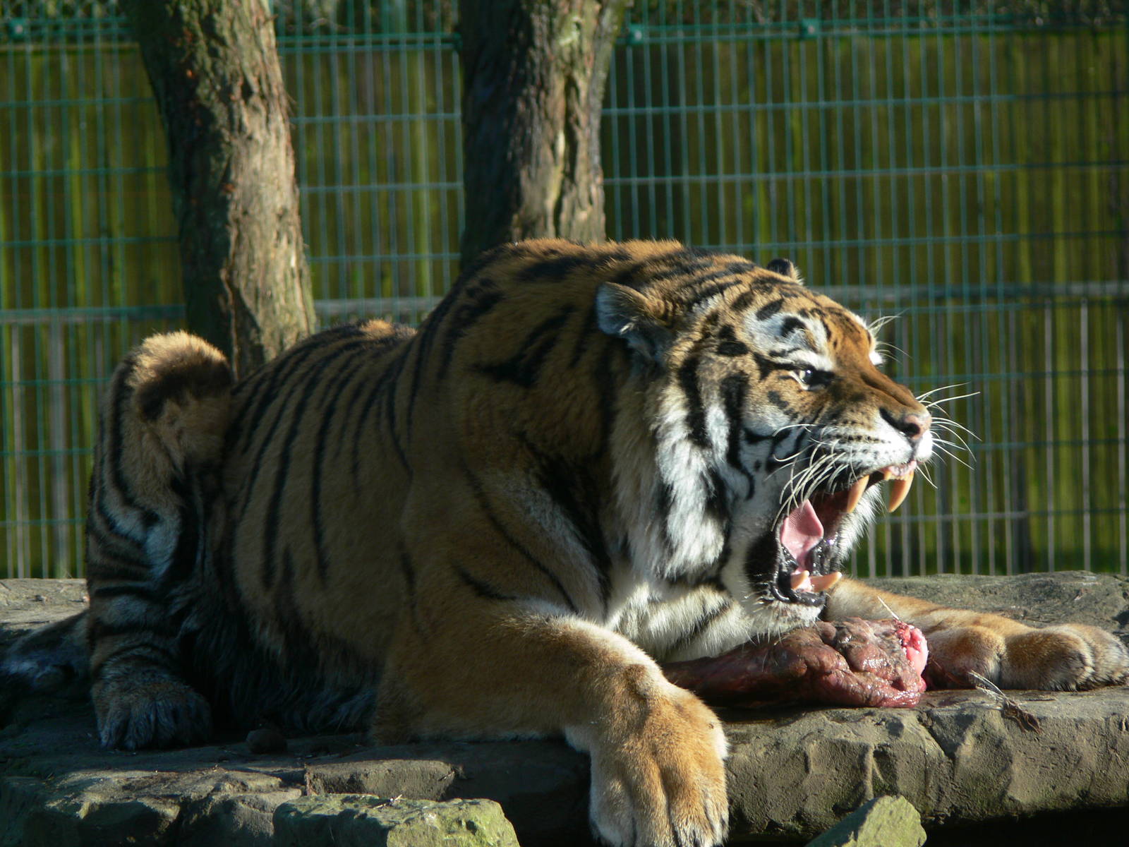 Amur Tiger at Blackpool Zoo, 27/01/13