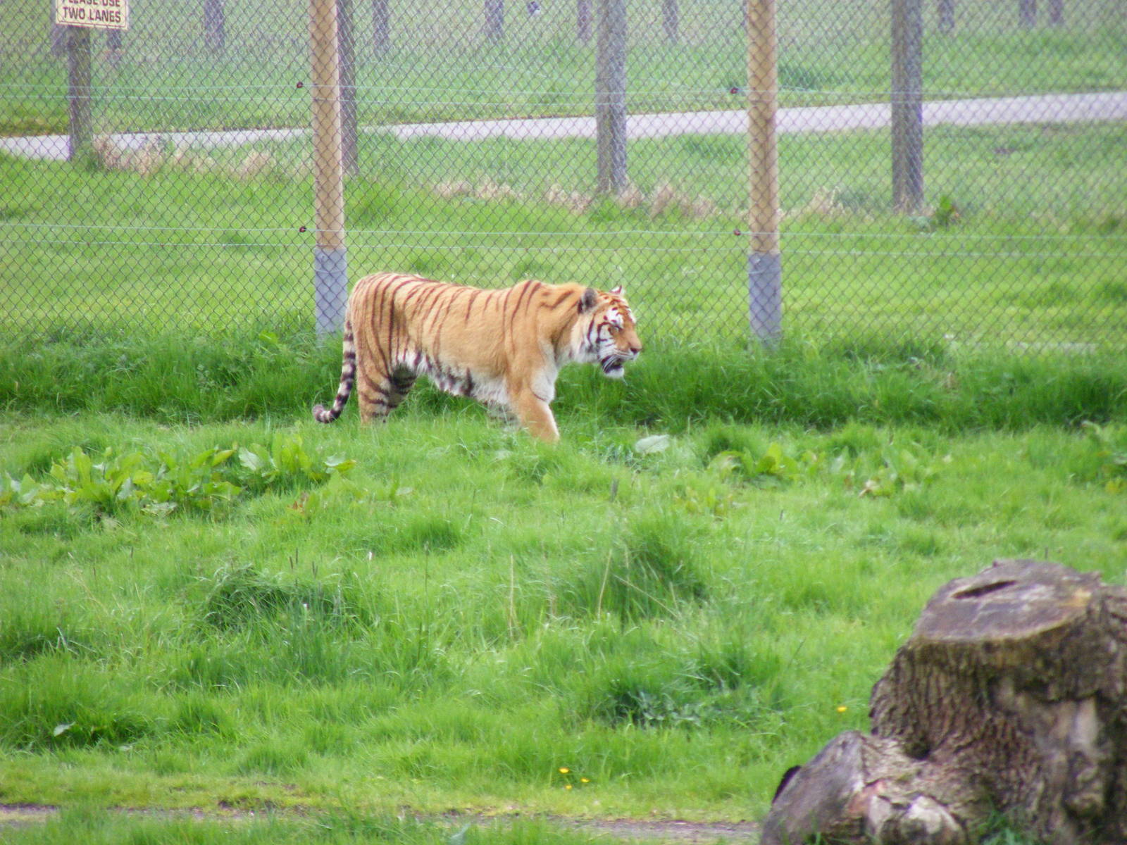 Amur tiger at Blair Drummond Safari Park, 19 May 2010