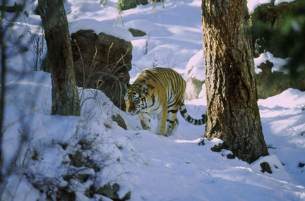 amur tiger at Cheyenne Mountain Zoo