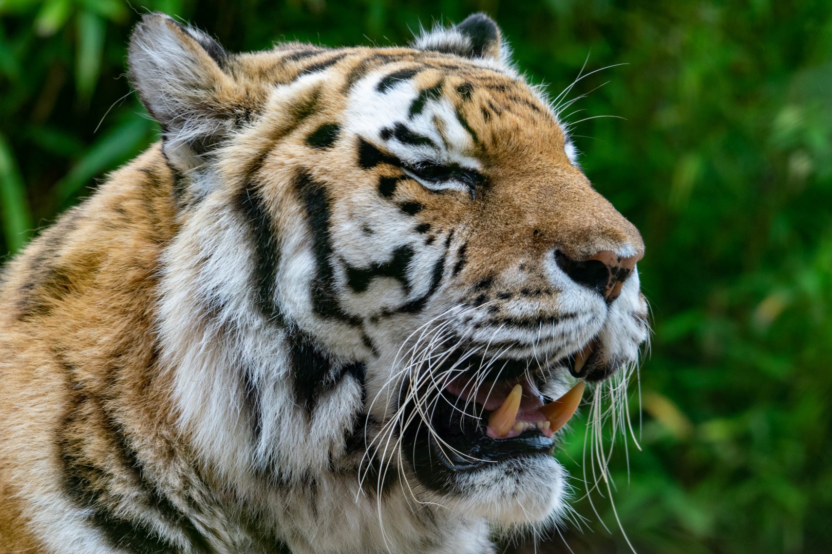 Amur Tiger at Colchester Zoo
