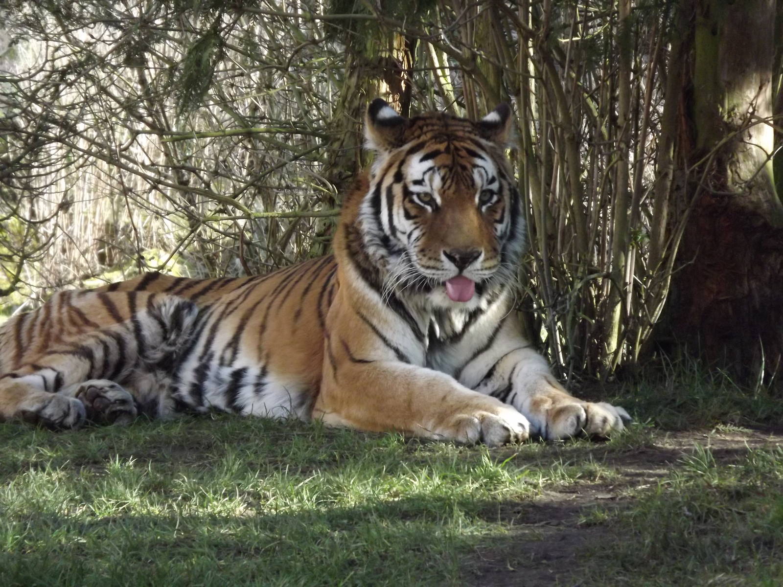 Amur Tiger at Flamingoland 19/02/12