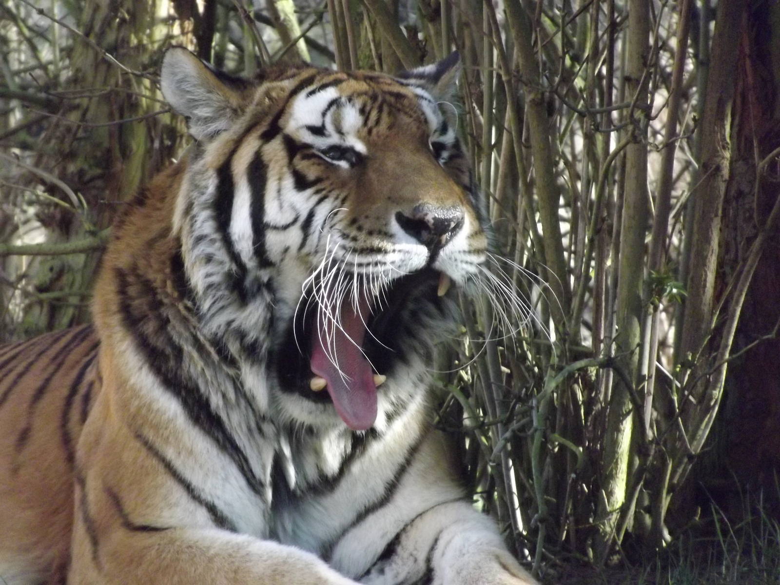 Amur Tiger at Flamingoland 19/02/12