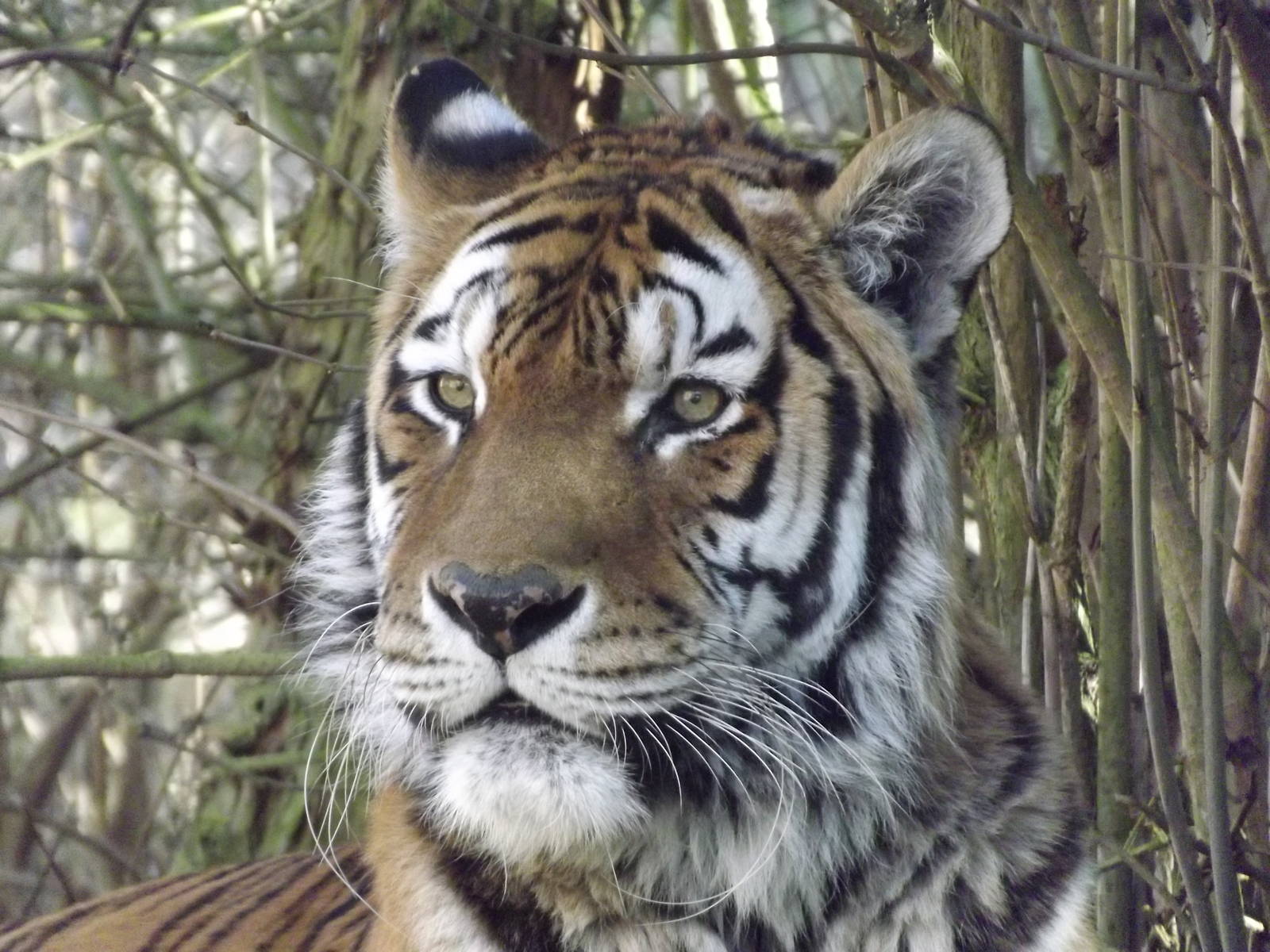 Amur Tiger at Flamingoland 19/02/12