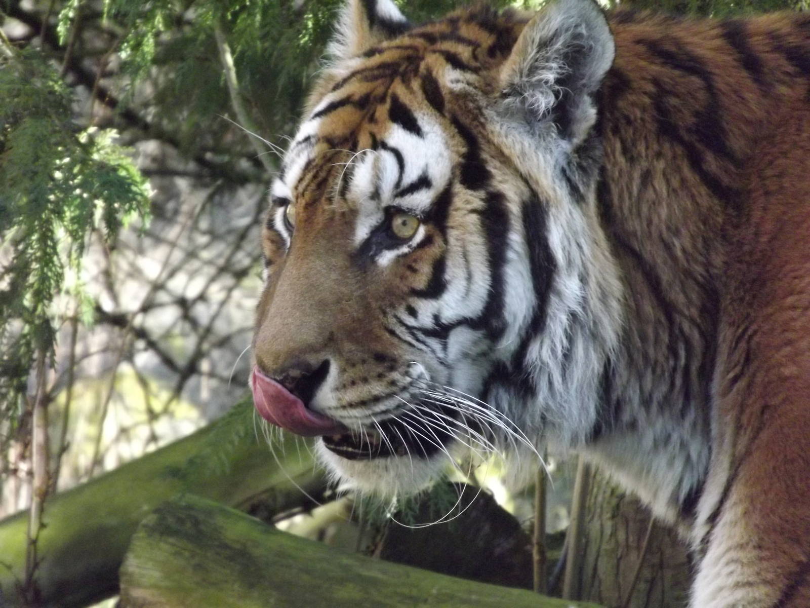 Amur Tiger at Flamingoland 19/02/12