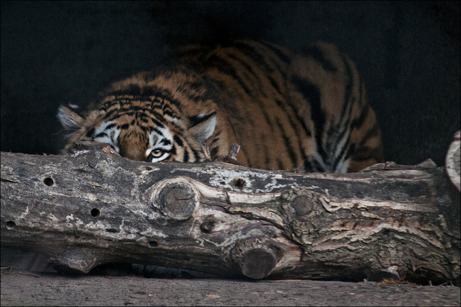 Amur Tiger at Hamburg