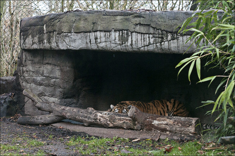 Amur Tiger at Hamburg